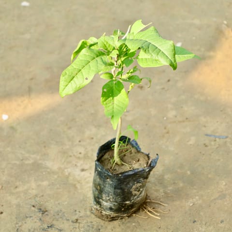 Bel Patra in 3 Inch Nursery Bag