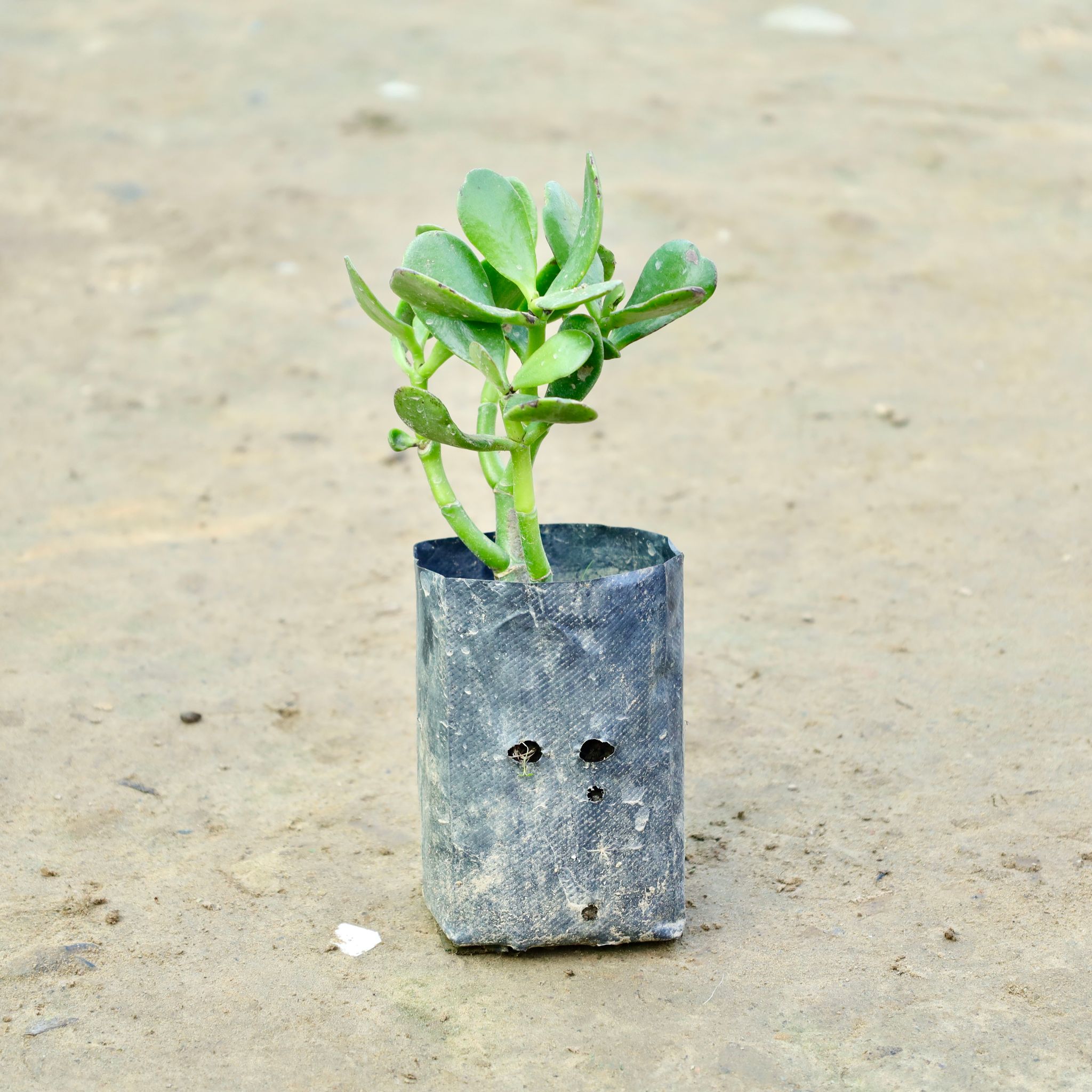 Crassula Jade in 3 Inch Nursery Bag
