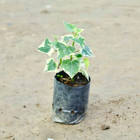 English Ivy in 3 Inch Nursery Bag