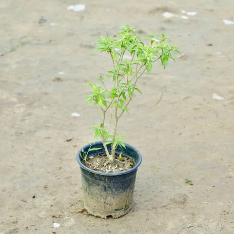 Chandni Dwarf in 6 Inch Nursery Bag