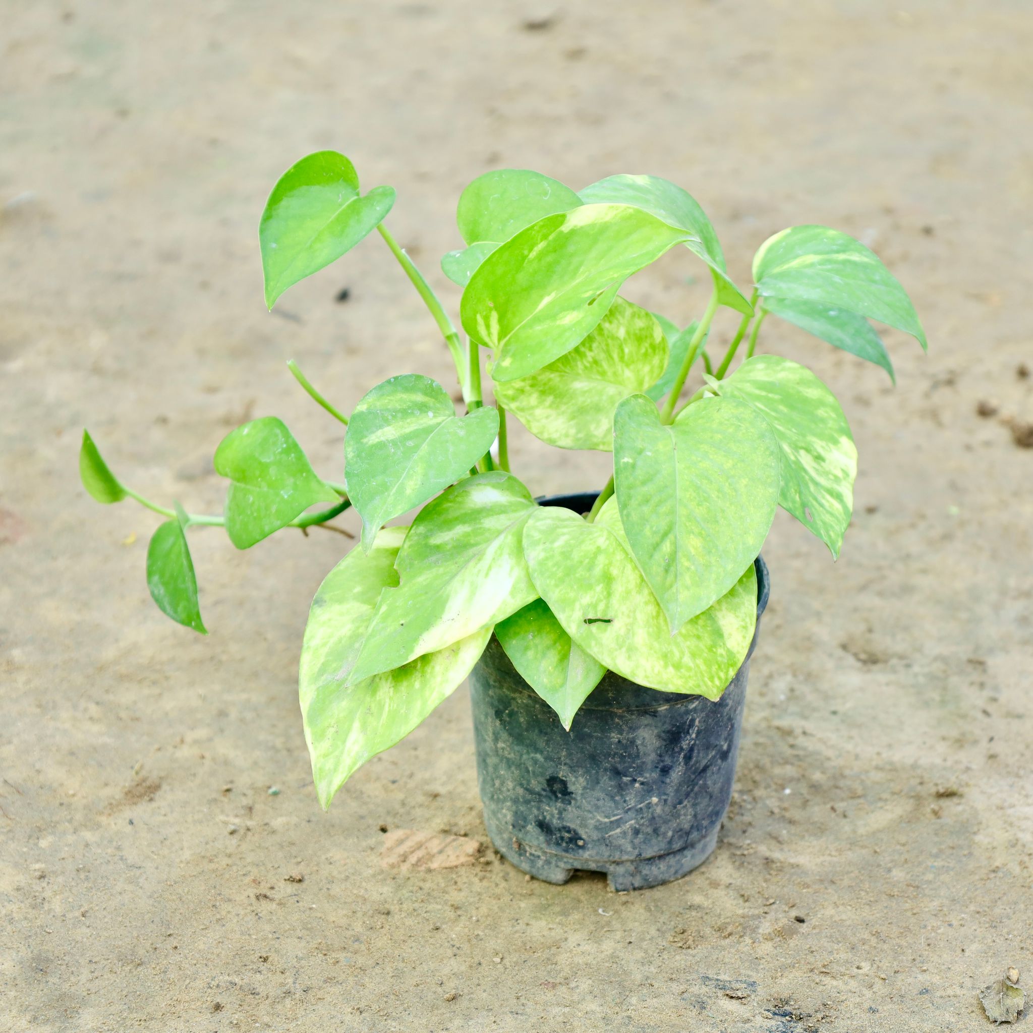 Money Plant Green in 4 Inch Nursery Pot