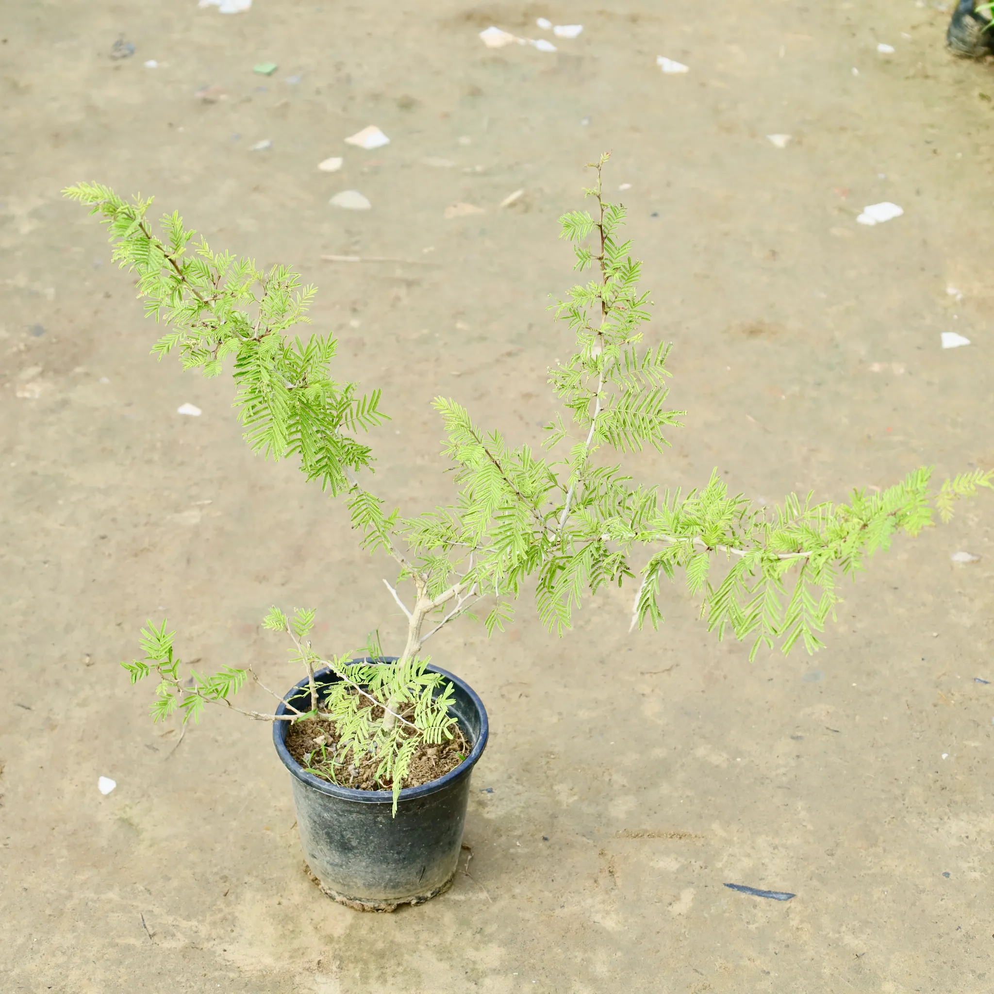 Holy Shami in 6 Inch Nursery Pot