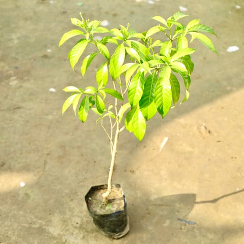 Amrood / Guava China in 4 Inch Nursery Bag