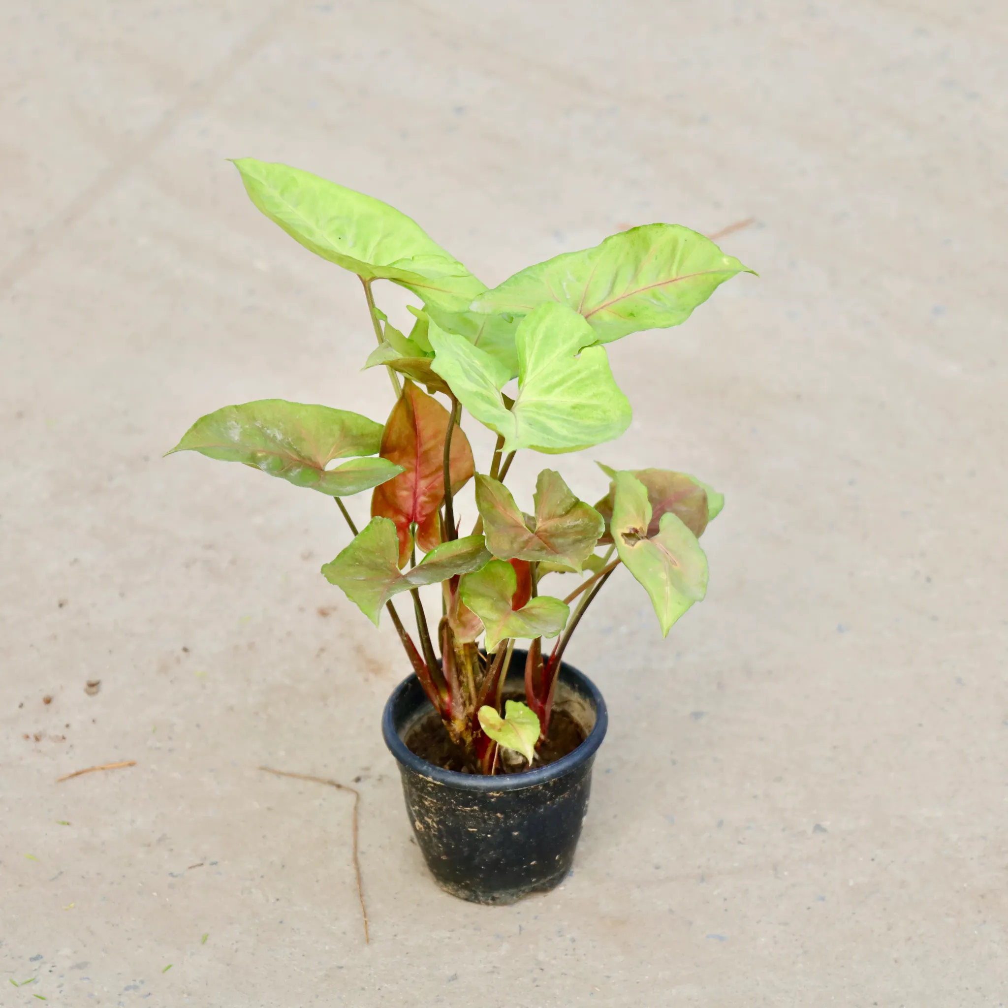 Syngonium Bronze in 3 Inch Nursery Pot