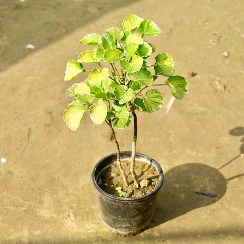 Aralia Apple Leaf in 6 Inch Nursery Pot