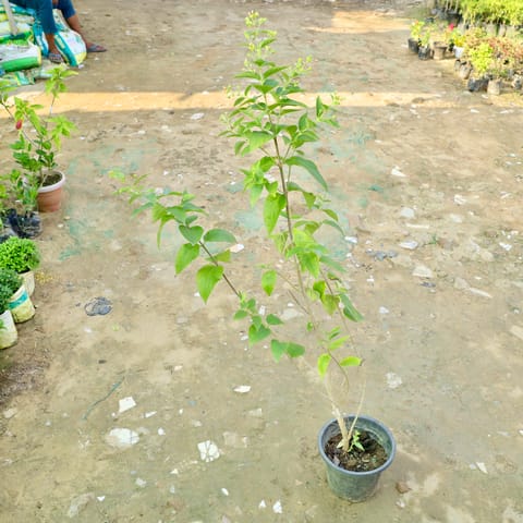 Harsingar / Parijat in 6 Inch Nursery Pot