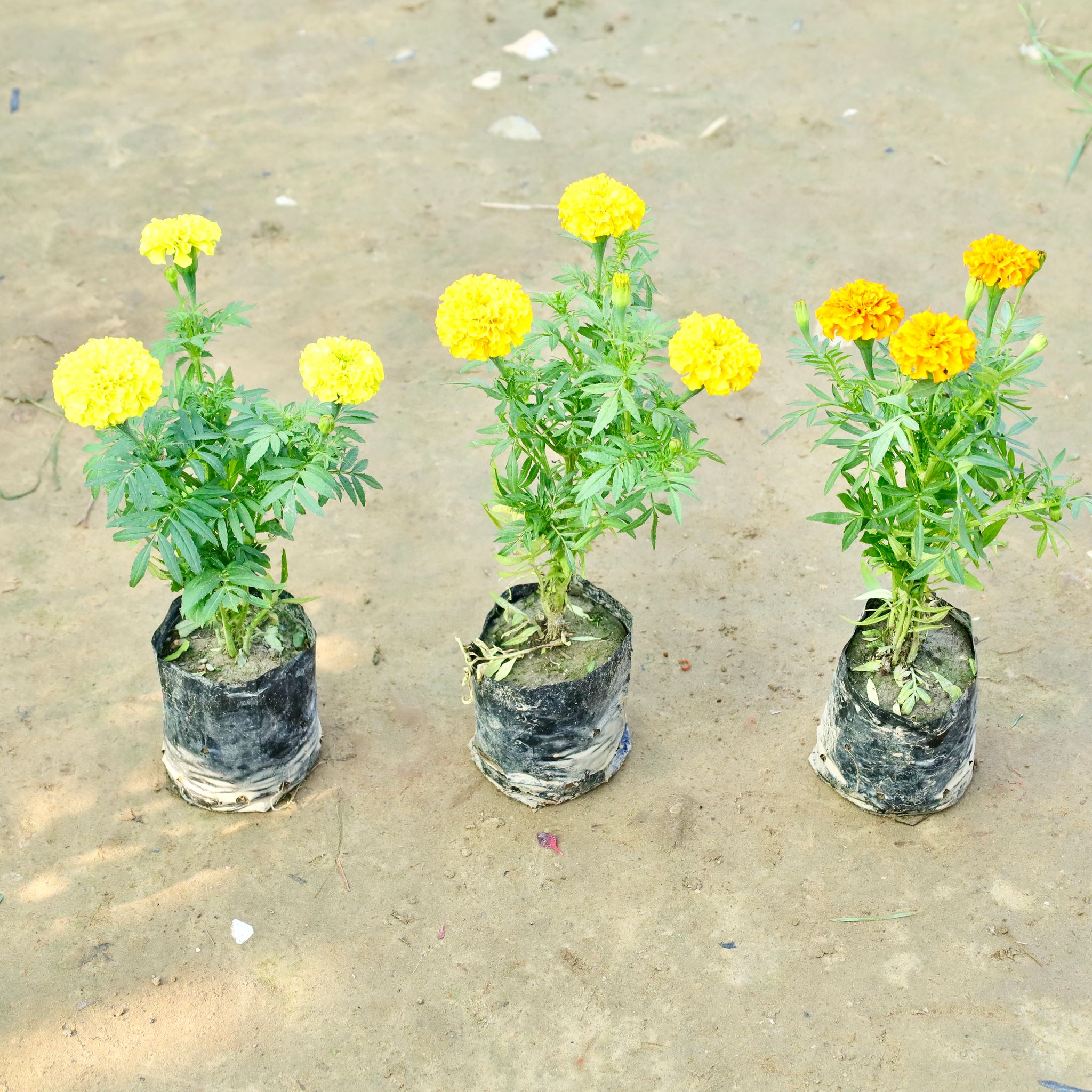 Set of 3 - Marigold / Genda in 4 Inch Nursery Bag