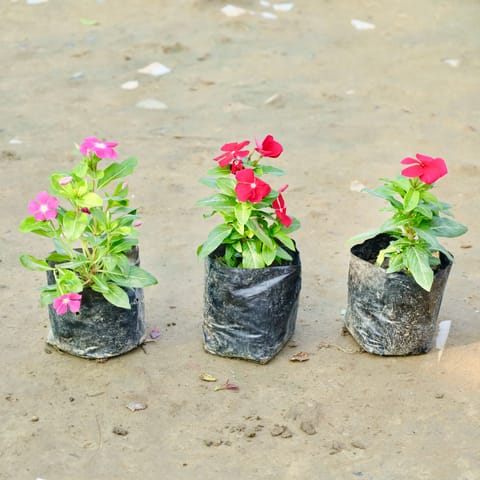 Set of 3 - Sadabahar / Periwinkle / Vinca (any colour) in 4 Inch Nursery Bag