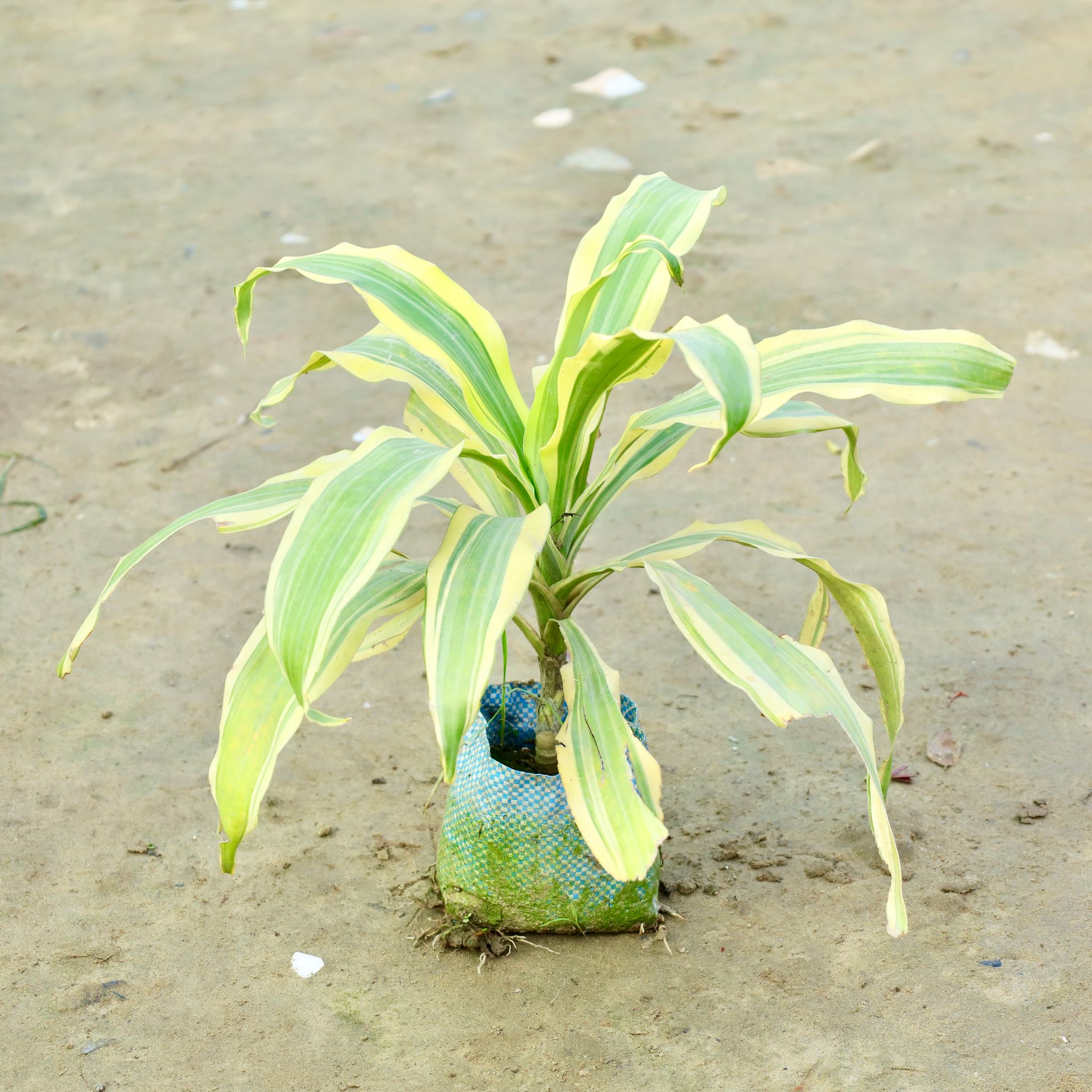 Dracaena Victoria in 4 Inch Nursery Bag