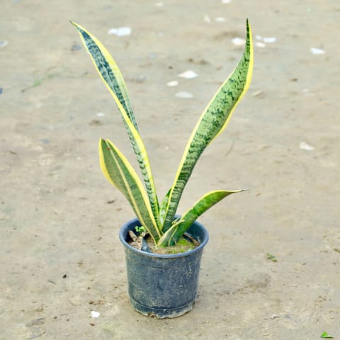 Snake Golden in 6 Inch Nursery Pot