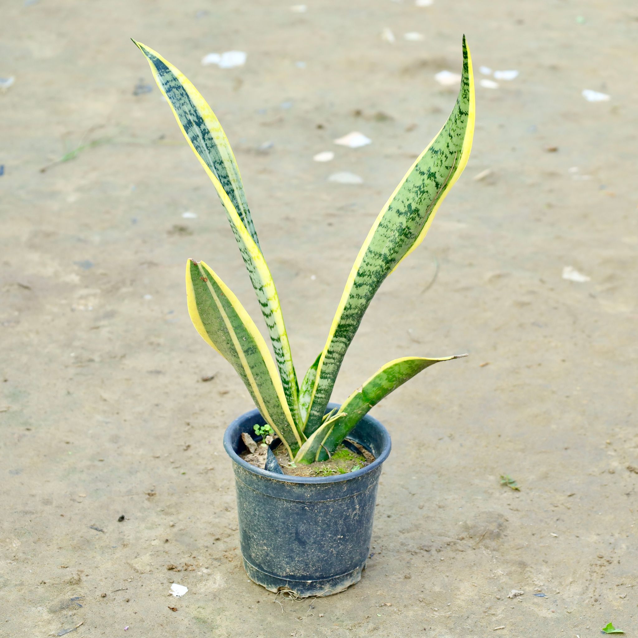 Snake Golden in 6 Inch Nursery Pot