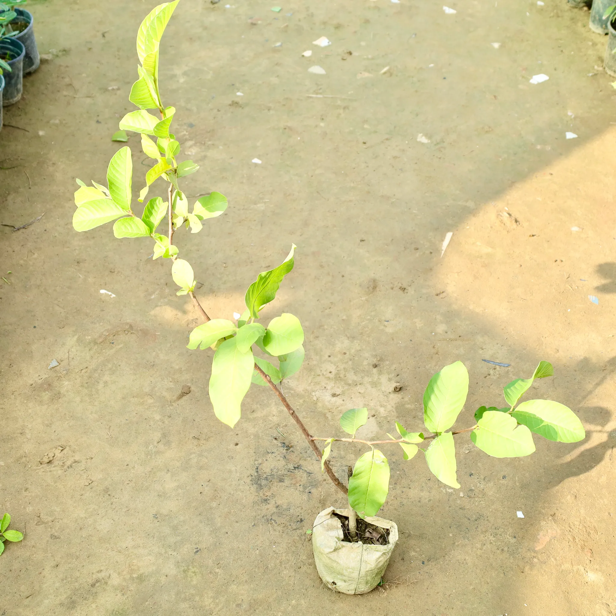 Amrood / Guava in 4 Inch Nursery Bag