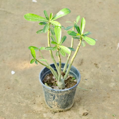 Adenium (Any Colour) in 6 Inch Nursery Bag