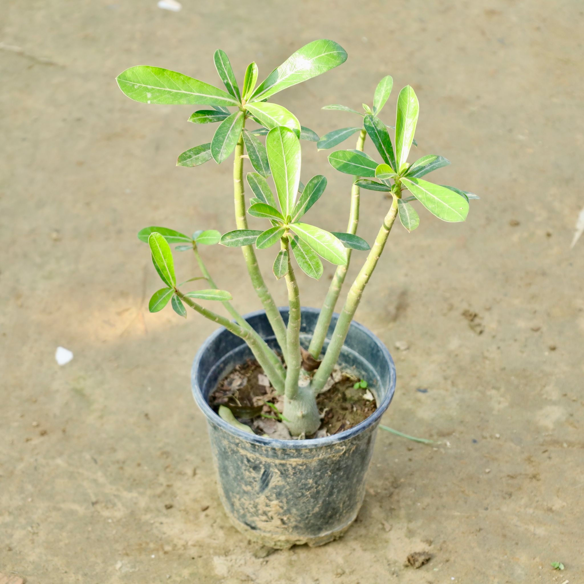 Adenium (Any Colour) in 6 Inch Nursery Bag