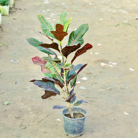 Croton Oakleaf in 6 Inch Nursery Pot