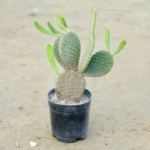 Bunny Ear Cactus in 3 Inch Nursery Pot