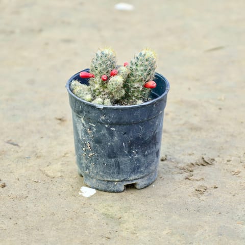 Cactus in 3 Inch Nursery Pot