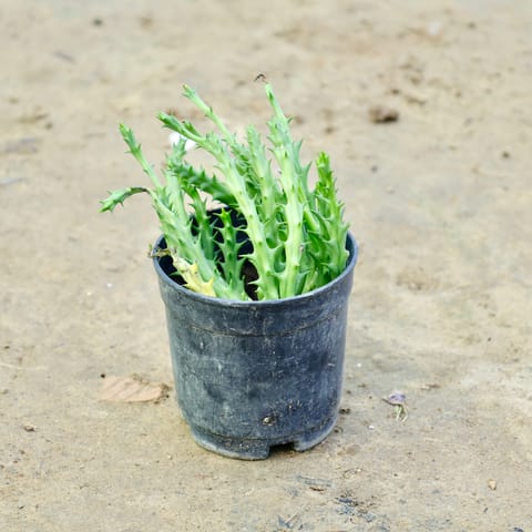 Cactus in 3 Inch Nursery Bag