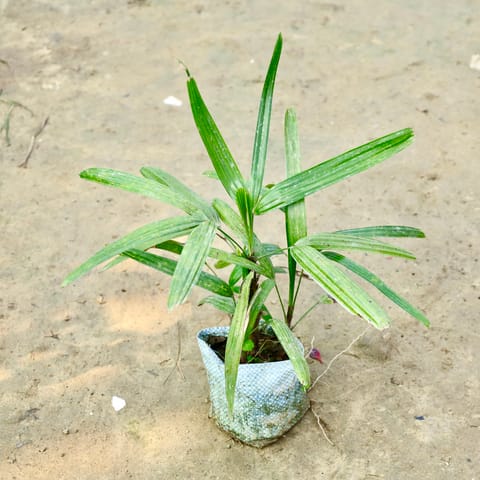 Raphis Palm in 4 Inch Nursery Bag
