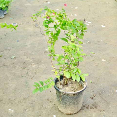 Madhumalti / Rangoon Creeper in 10 Inch Nursery Pot