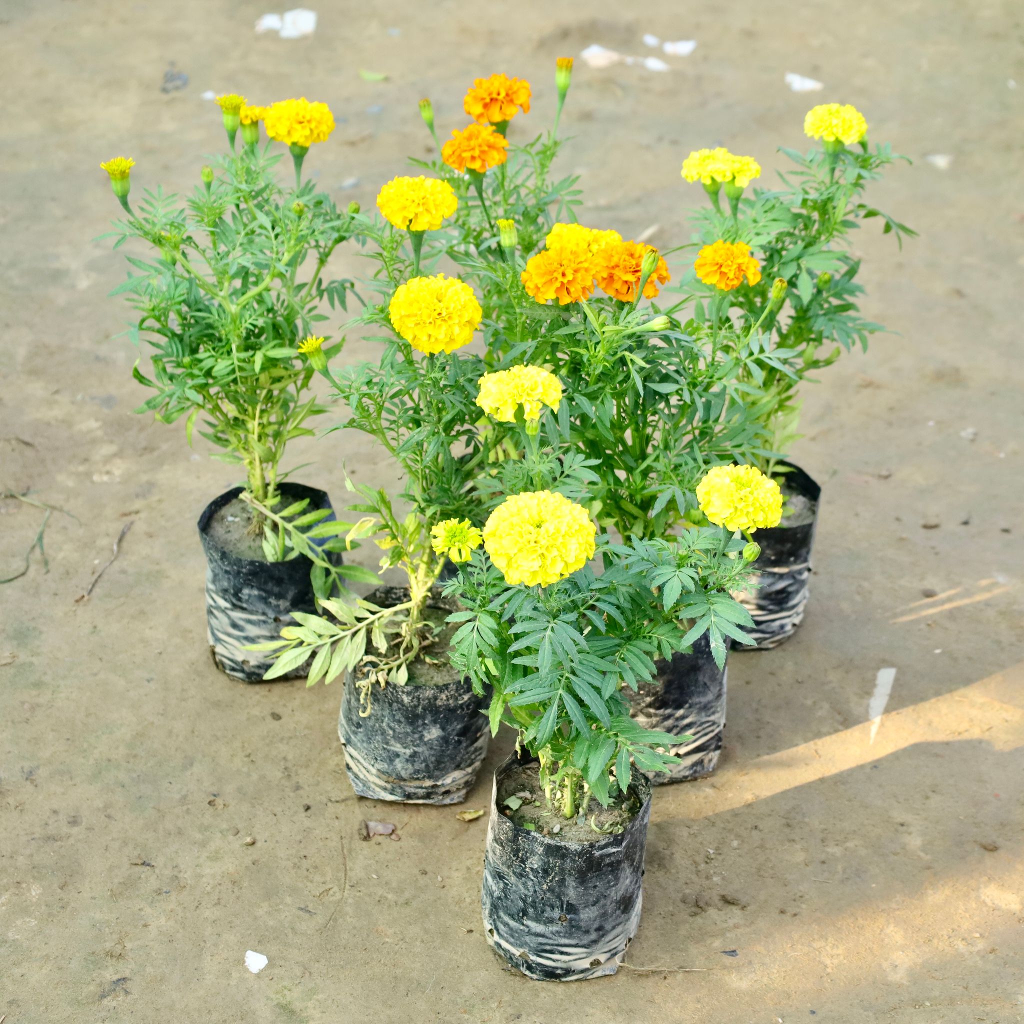 Set of 6 - Marigold / Genda in 4 Inch Nursery Bag
