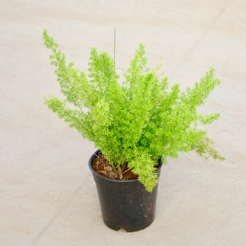 Asparagus Mary in 5 Inch Nursery Pot