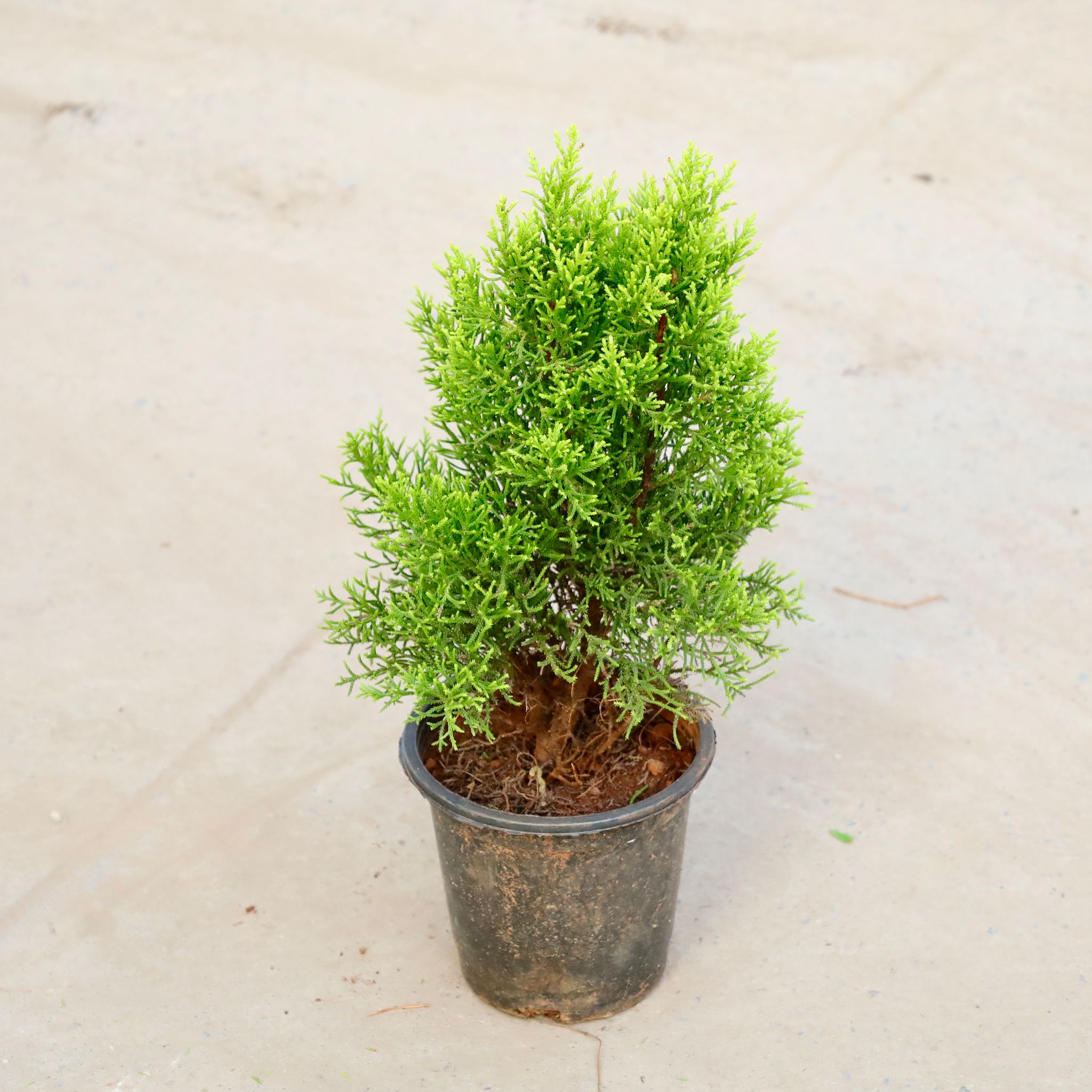 Cypress Golden in 6 Inch Nursery Pot