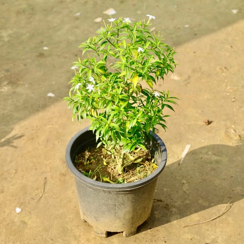 Chandni in 10 Inch Nursery Pot