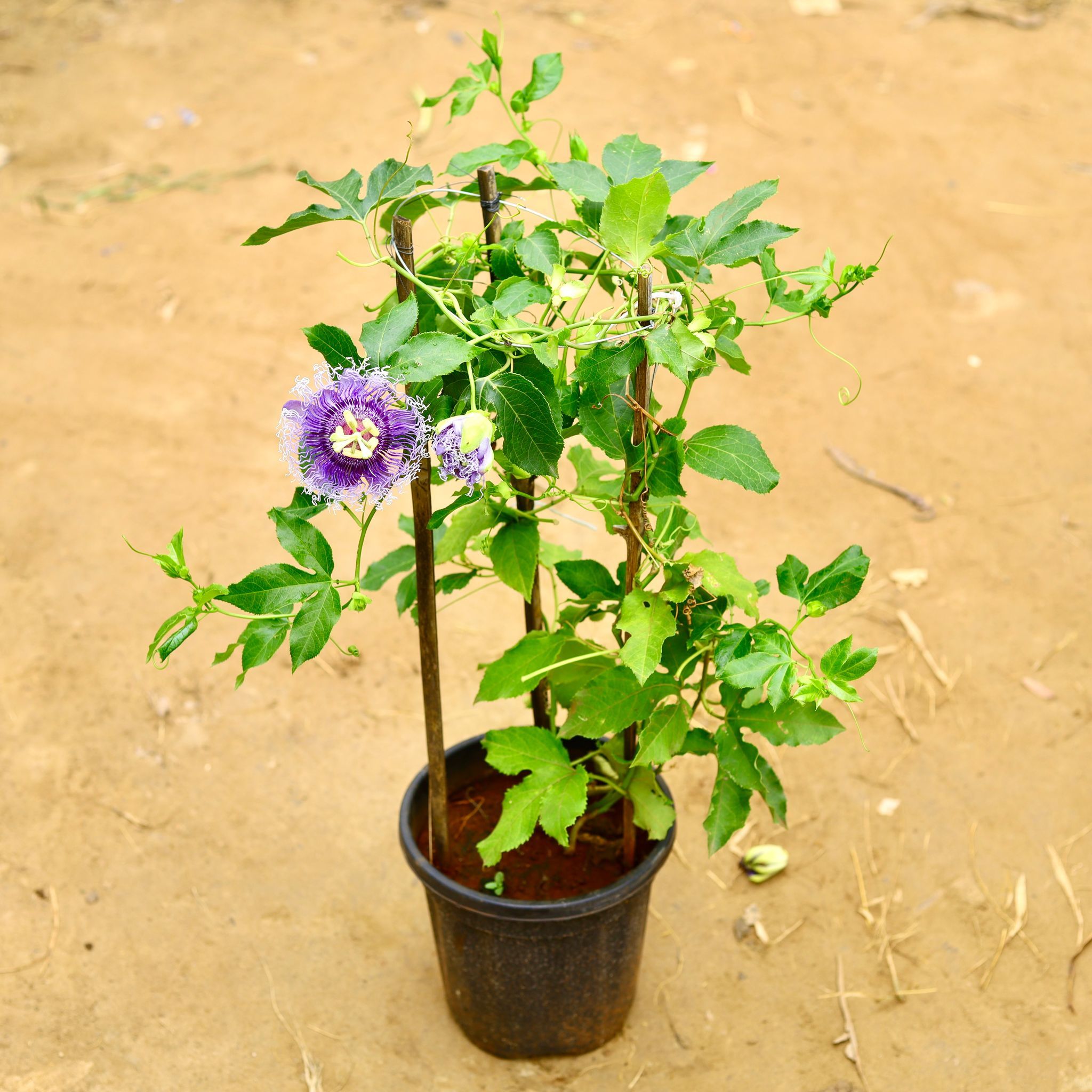Rakhi Bel / Passiflora/ Passionflower in 8 Inch Nursery Pot