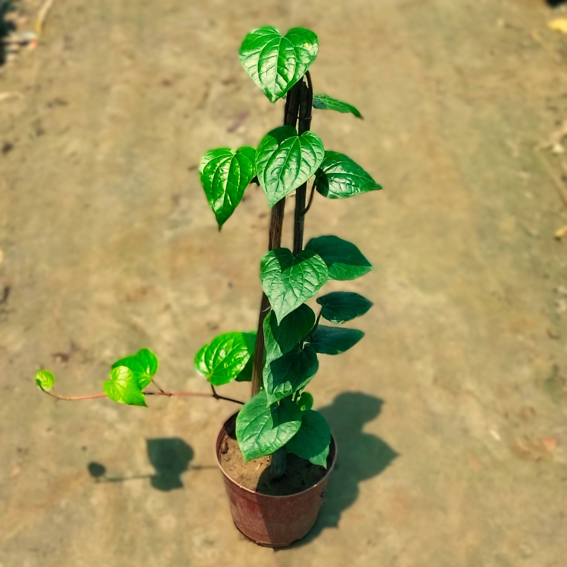 Paan in 6 Inch Nursery Pot