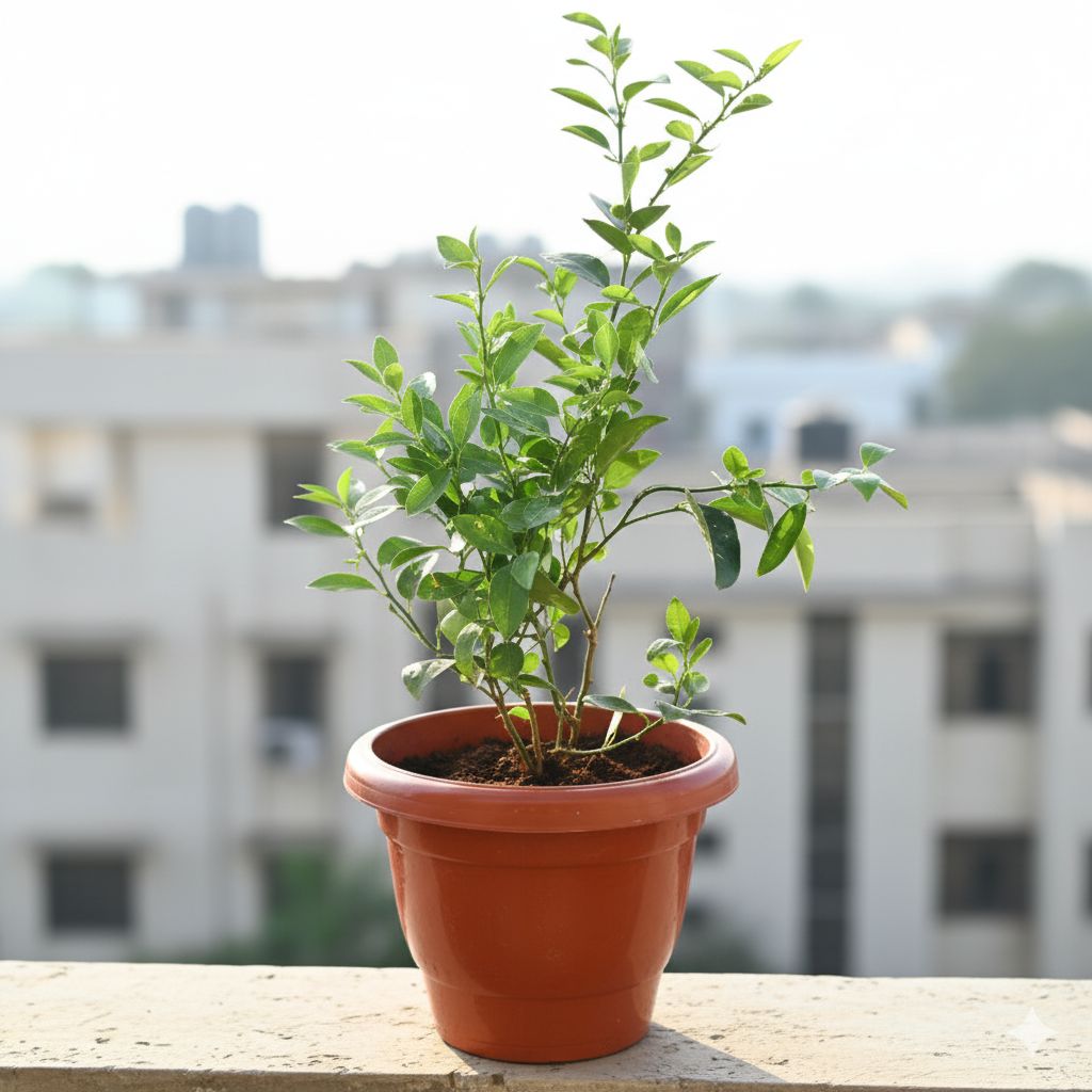 Nimbu / Lemon Plant in 10 Inch Classy Red Plastic Pot