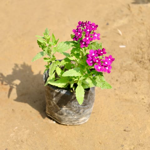 Verbena (any colour) in 4 Inch Nursery Bag
