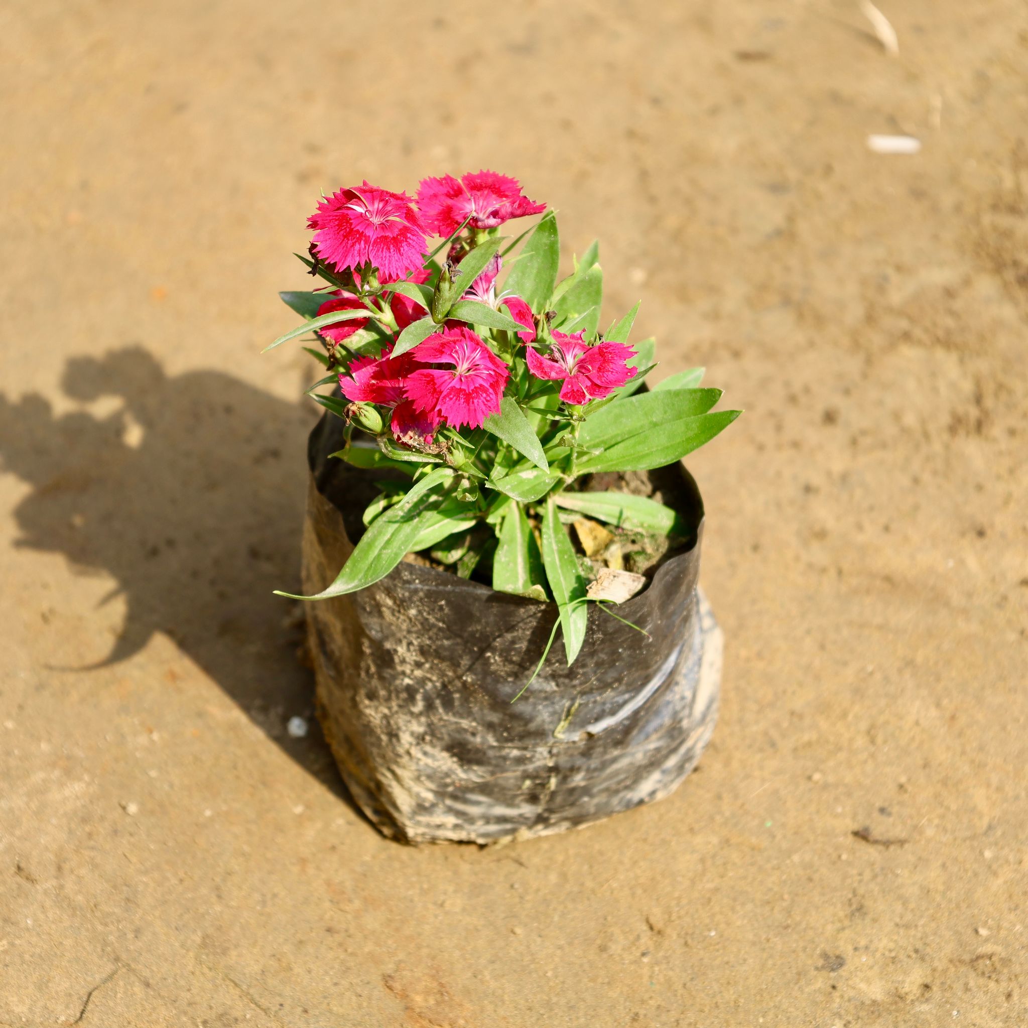 Dianthus (any colour) in 4 Inch Nursery bag