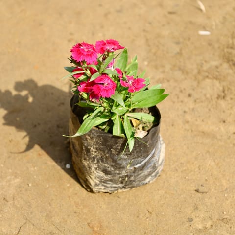 Dianthus (any colour) in 4 Inch Nursery bag