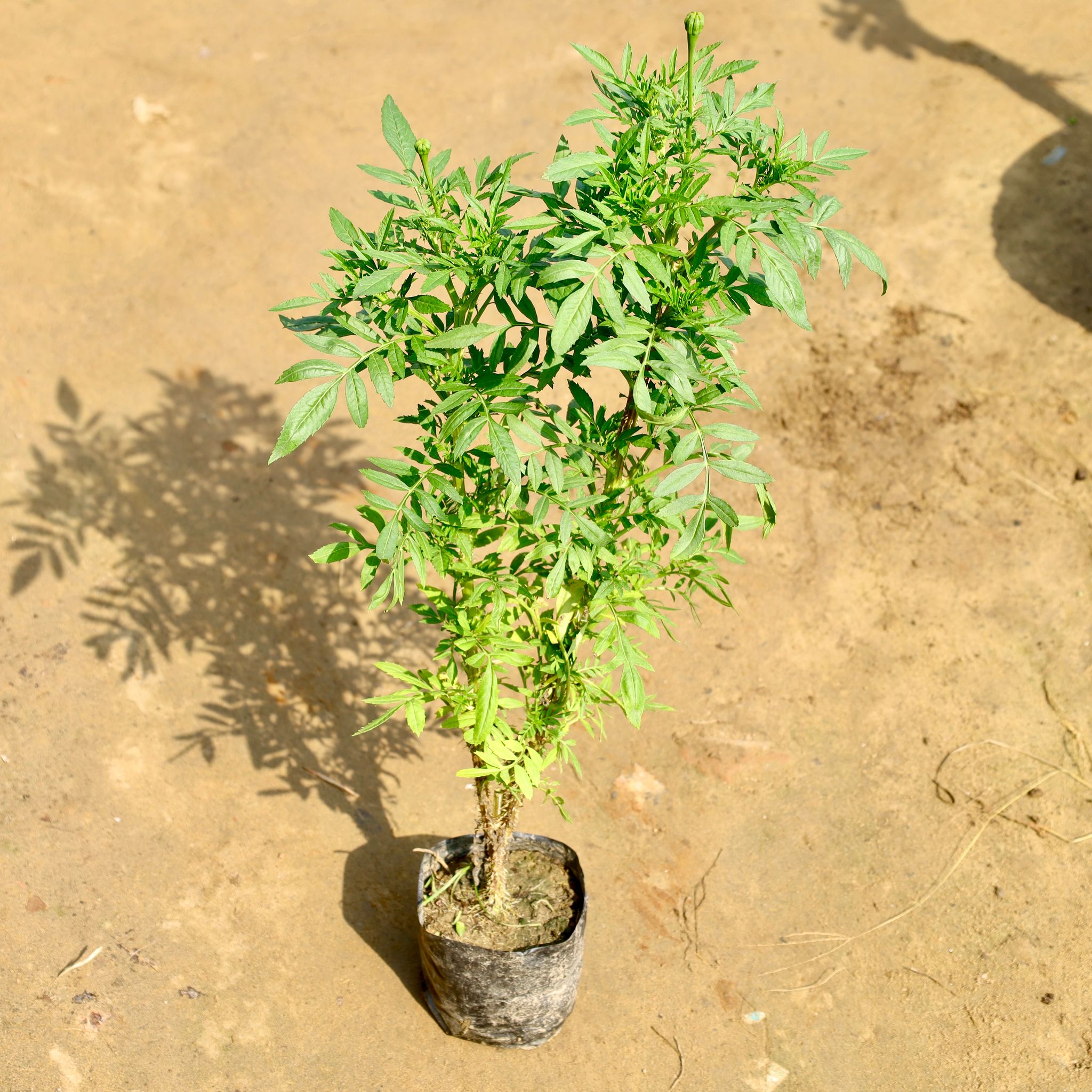 Marigold / Genda in 4 Inch Nursery bag