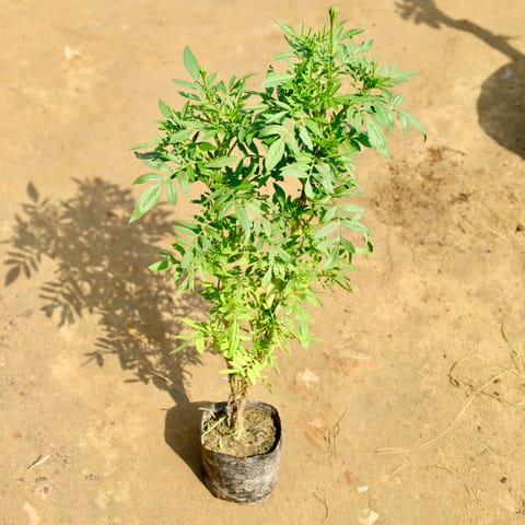 Marigold / Genda in 4 Inch Nursery bag