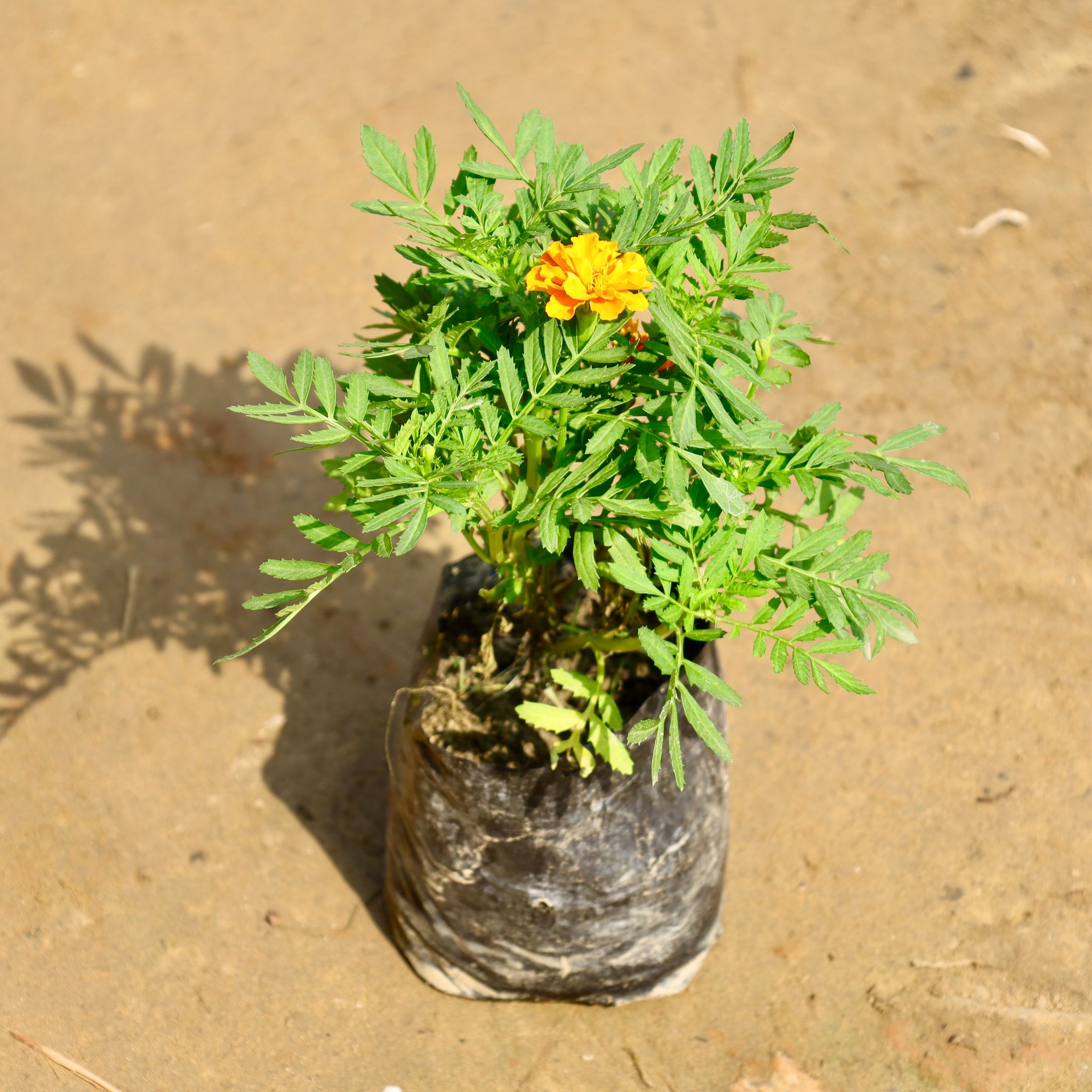 Marigold Jafri (any colour) in 4 Inch Nursery Bag