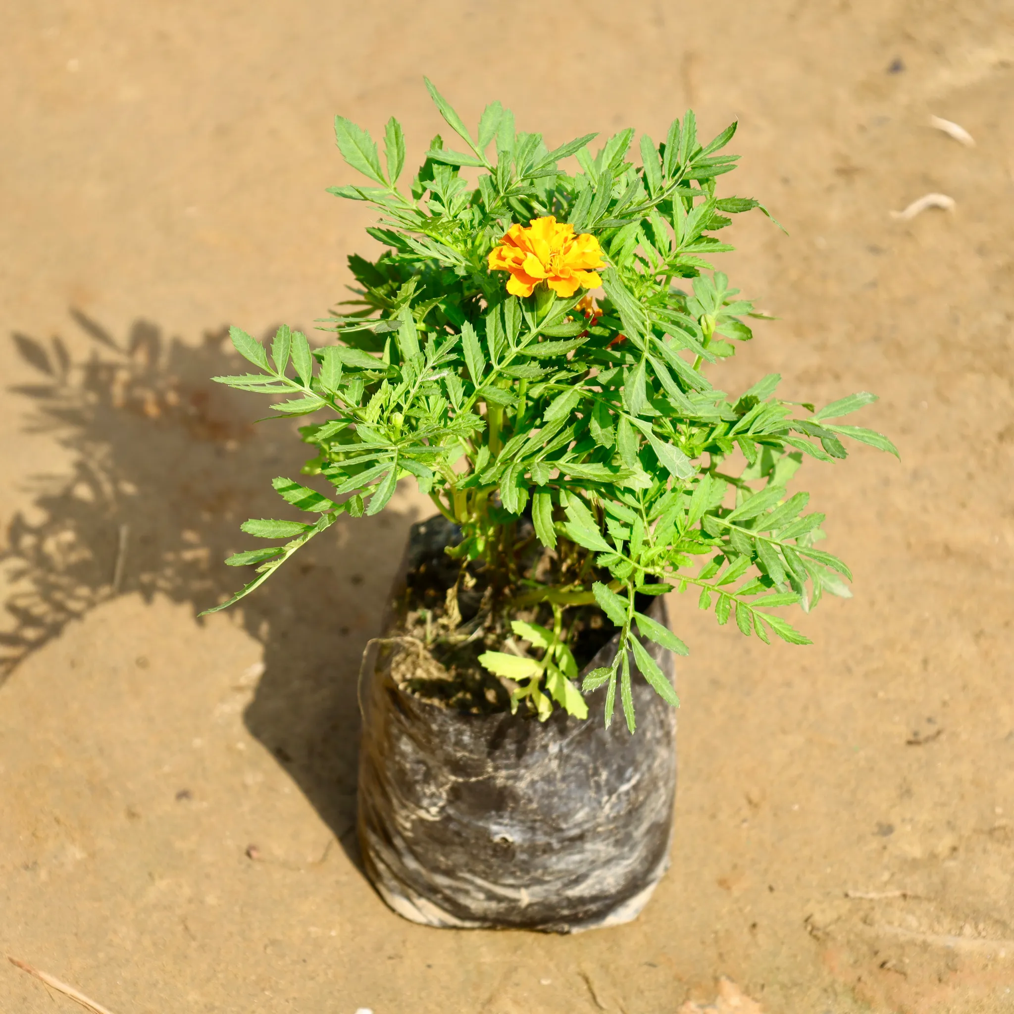Marigold Jafri (any colour) in 4 Inch Nursery Bag