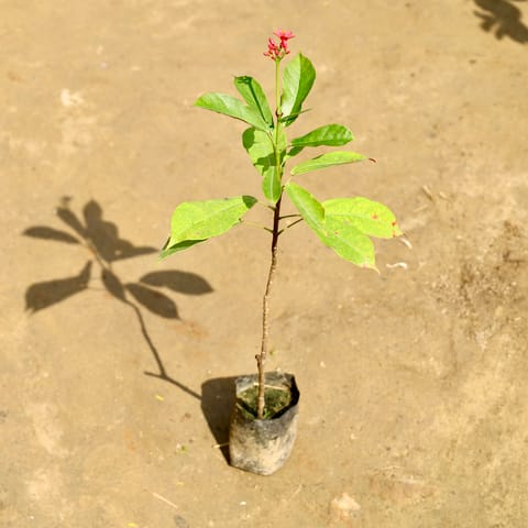 Jatropha / Sundar Roop (2ft) in 4 inch Nursery Bag