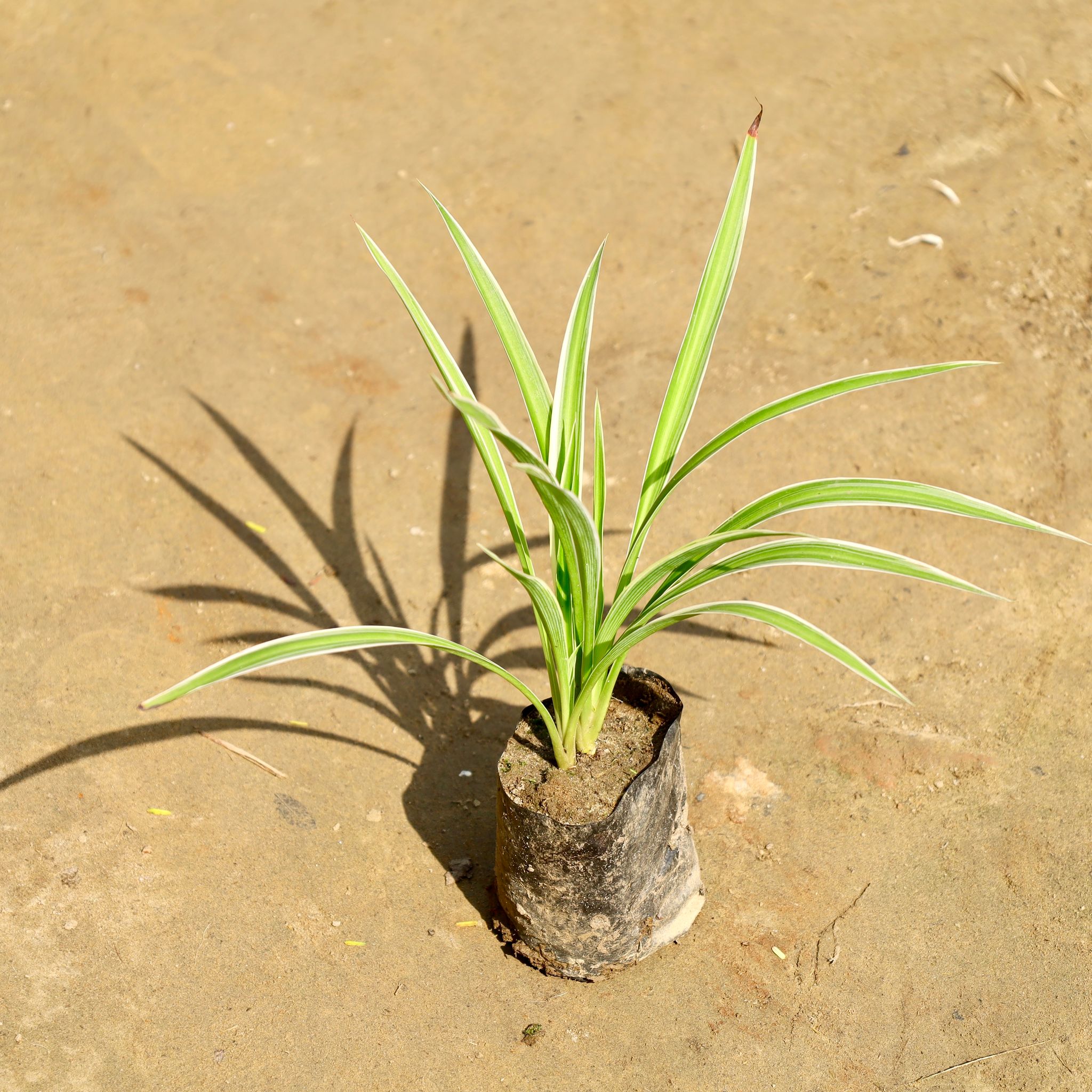 Air Purifier Spider in 4 Inch Nursery Bag