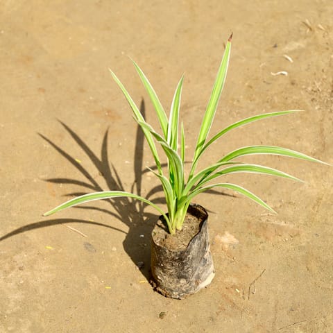 Air Purifier Spider in 4 Inch Nursery Bag