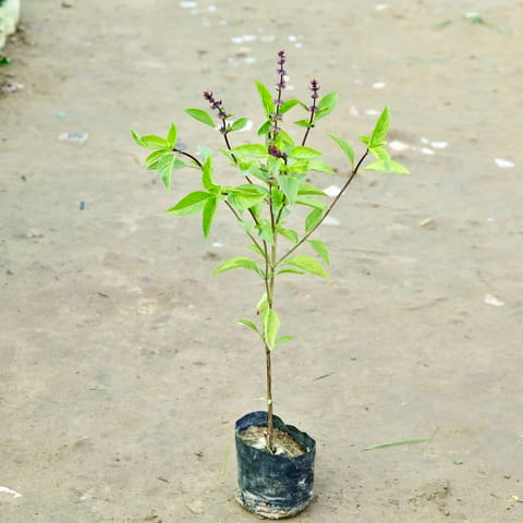 Marua in 3 Inch Nursery bag