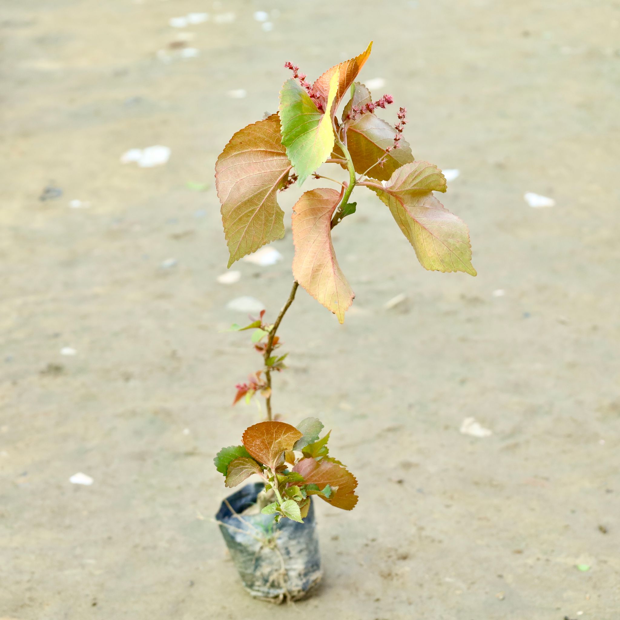 Acalypha (Any Colour) in 4 Inch Nursery bag