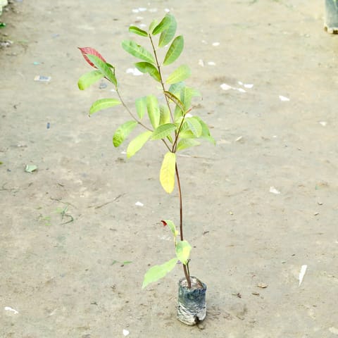 Laila Majnu in 4 Inch Nursery bag