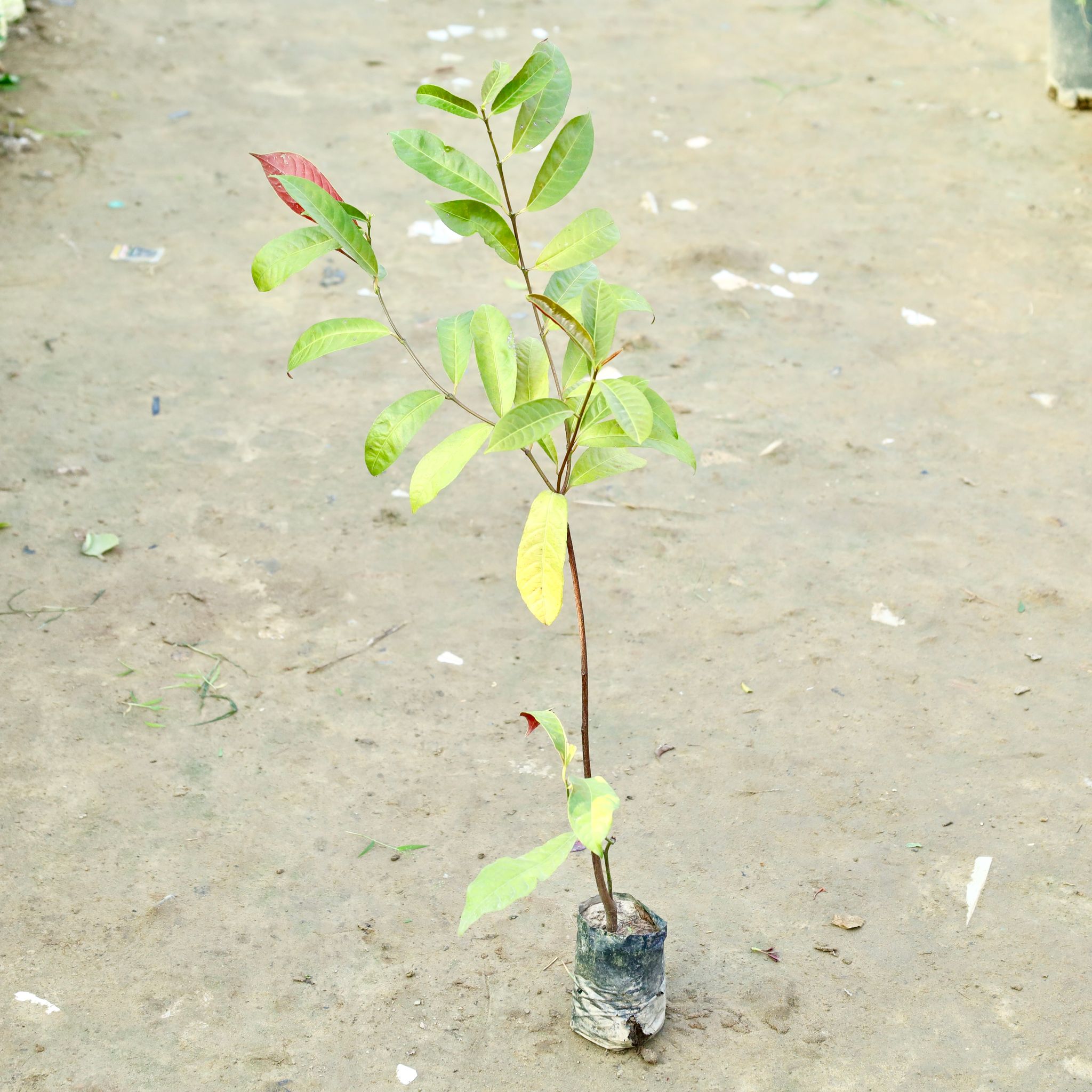 Laila Majnu in 4 Inch Nursery bag