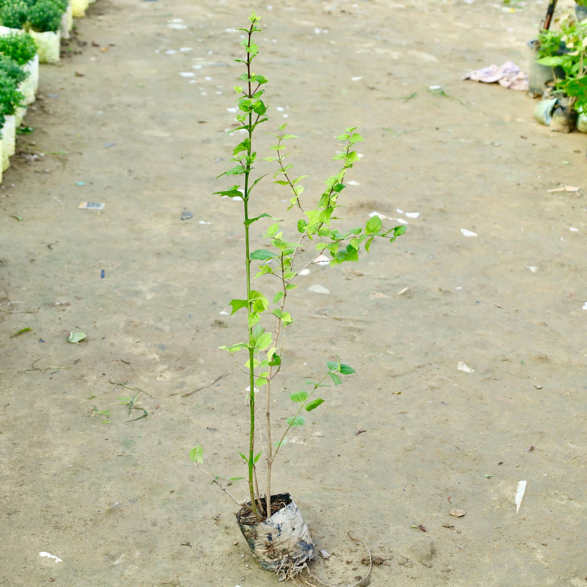 Kabutari Plant in 4 Inch Nursery bag