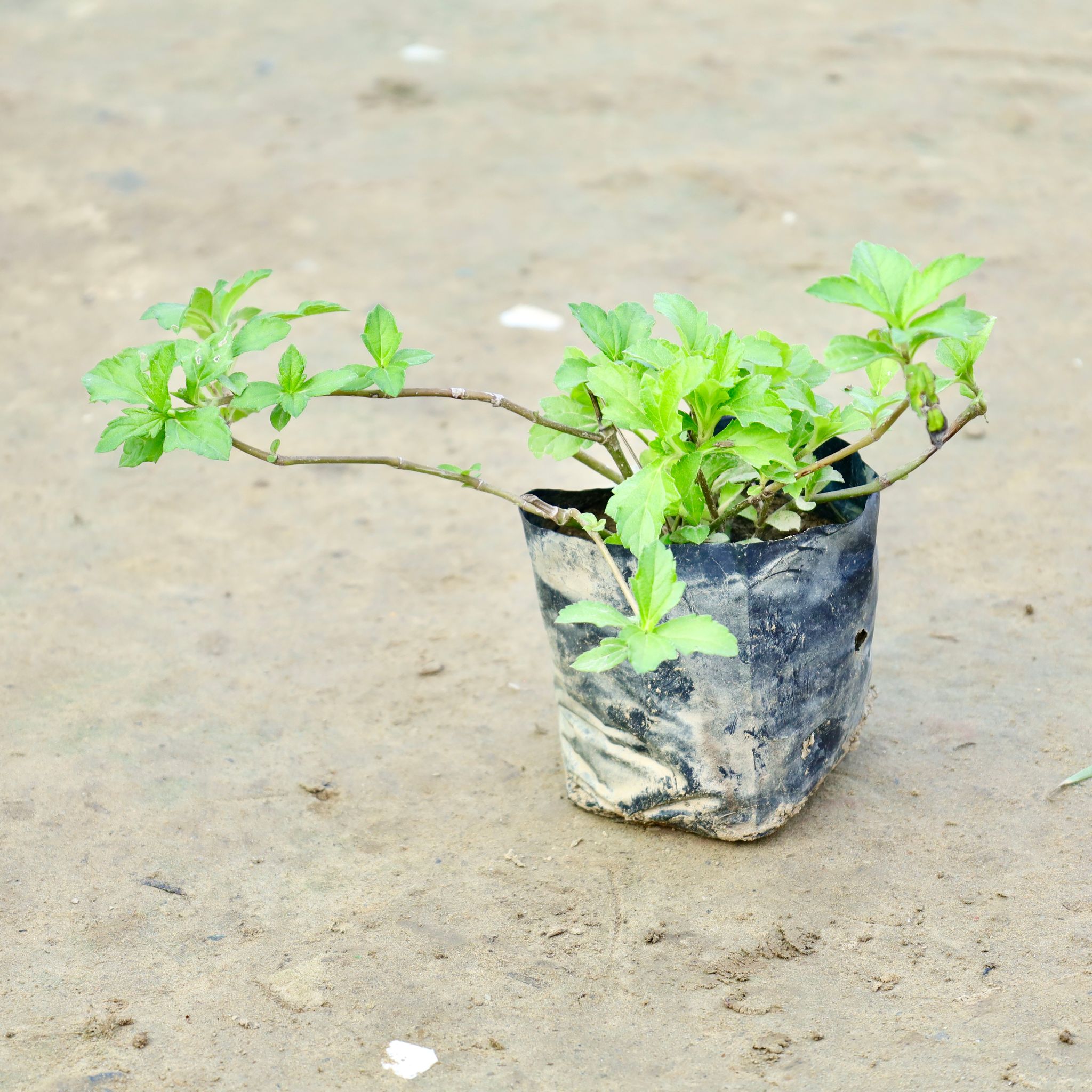 Badeliya Plant in 4 Inch Nursery bag