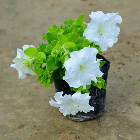 Petunia (Any Colour) in 3 Inch Nursery bag