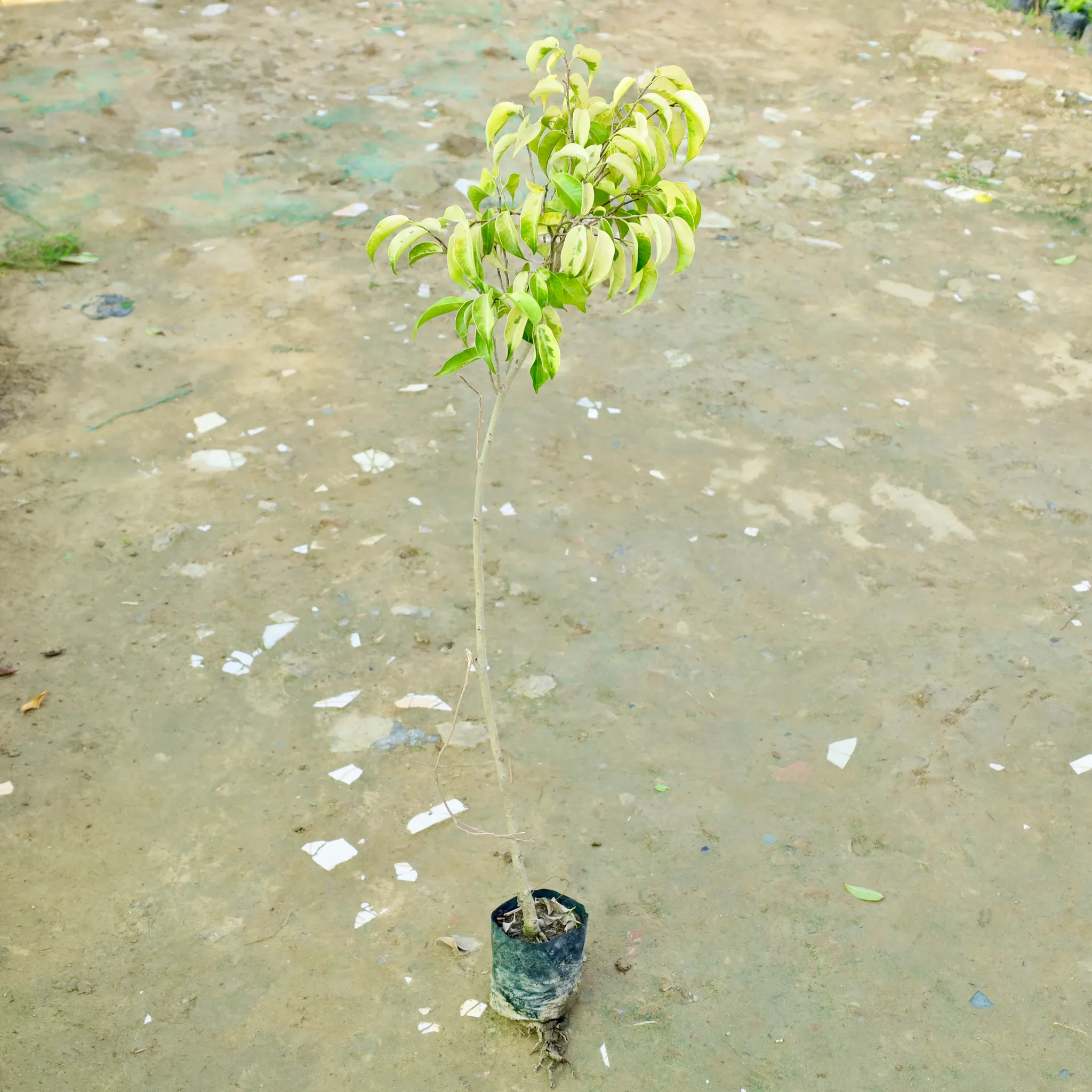Ficus Yellow in 4 Inch Nursery bag