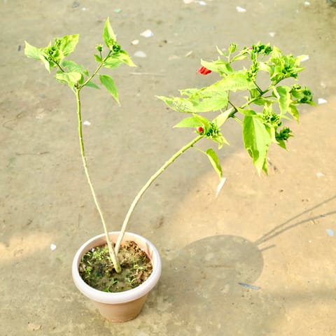 Hibiscus / Gudhal Mirchi (Any Colour) in 6 Inch Red Classy Plastic Pot